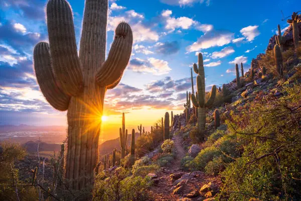 Who’s the Best Real Estate Agent for First-Time Homebuyers in Peoria, Arizona? A Comparison,Phoenix Living