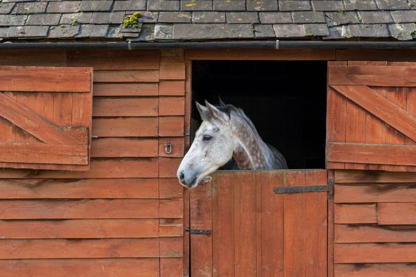 Horse property with horse stalls near Los Angeles