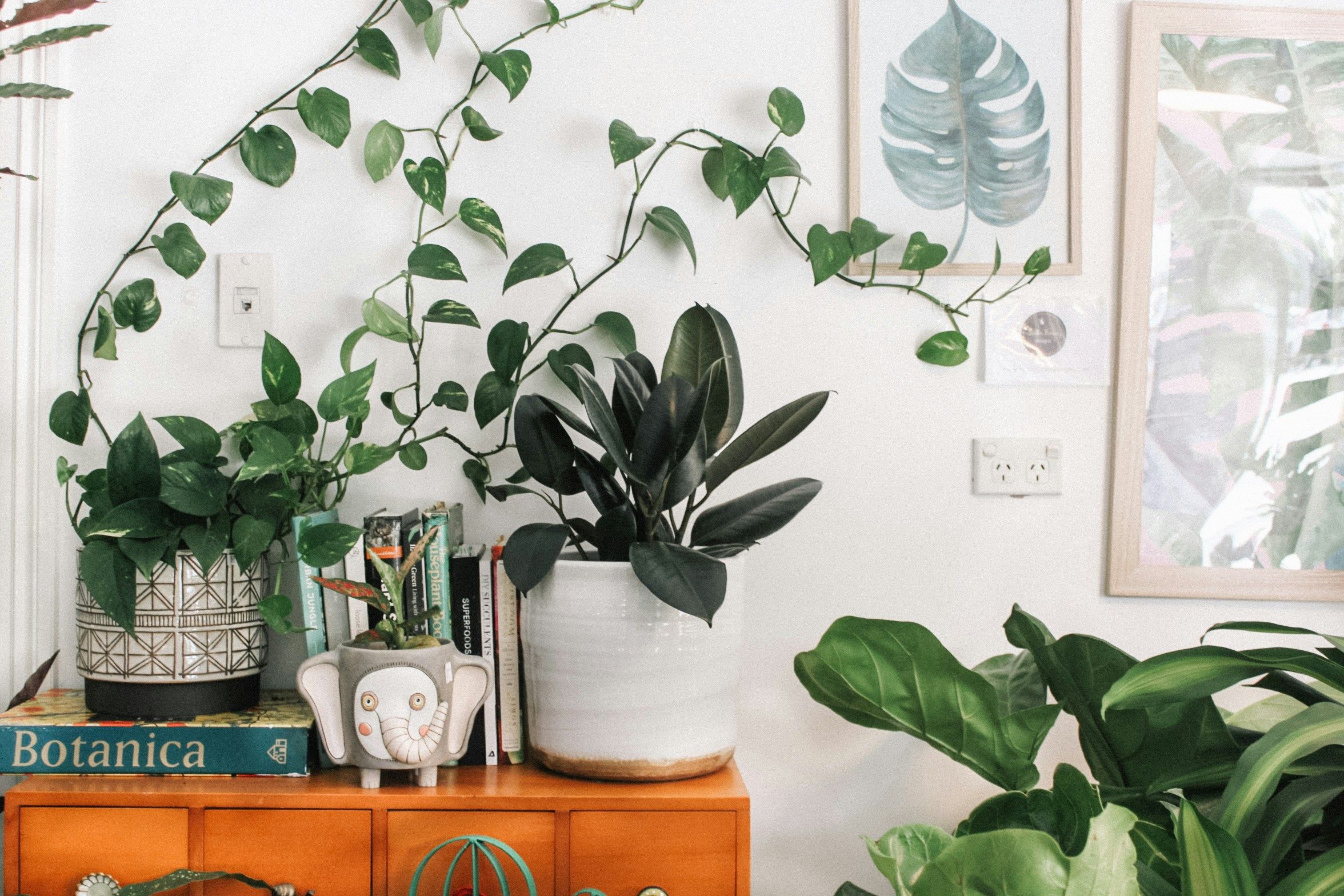 More Green, Longer: Houseplants That Thrive Beyond Summer