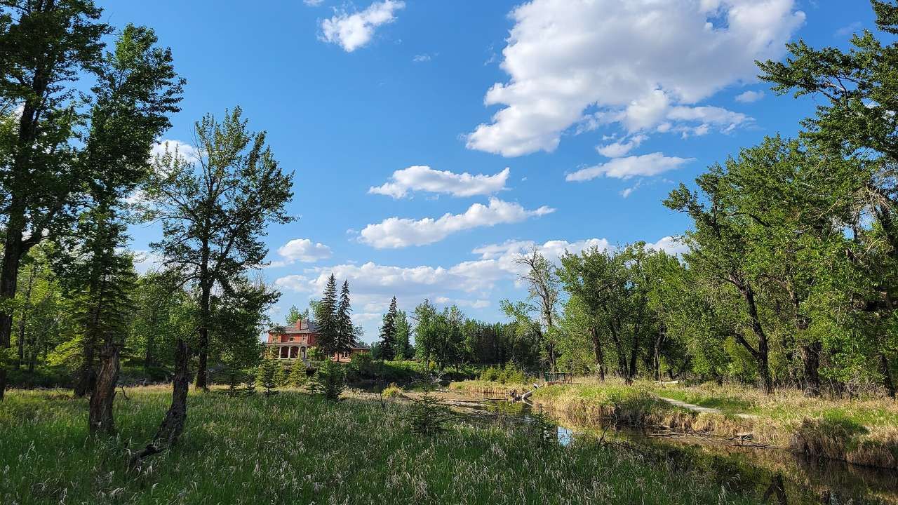 Cottonwoods and a quiet creek in the Inglewood Bird Sanctuary, Calgary, with the Walker House in the distance