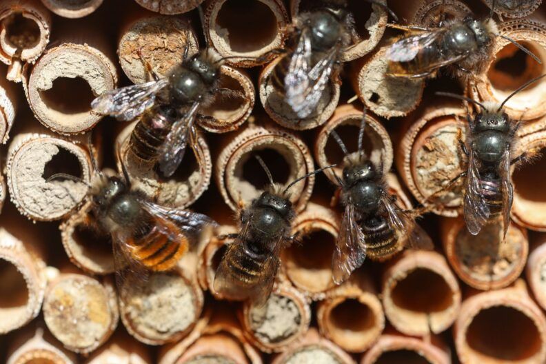 Mason Bees Unwrapped