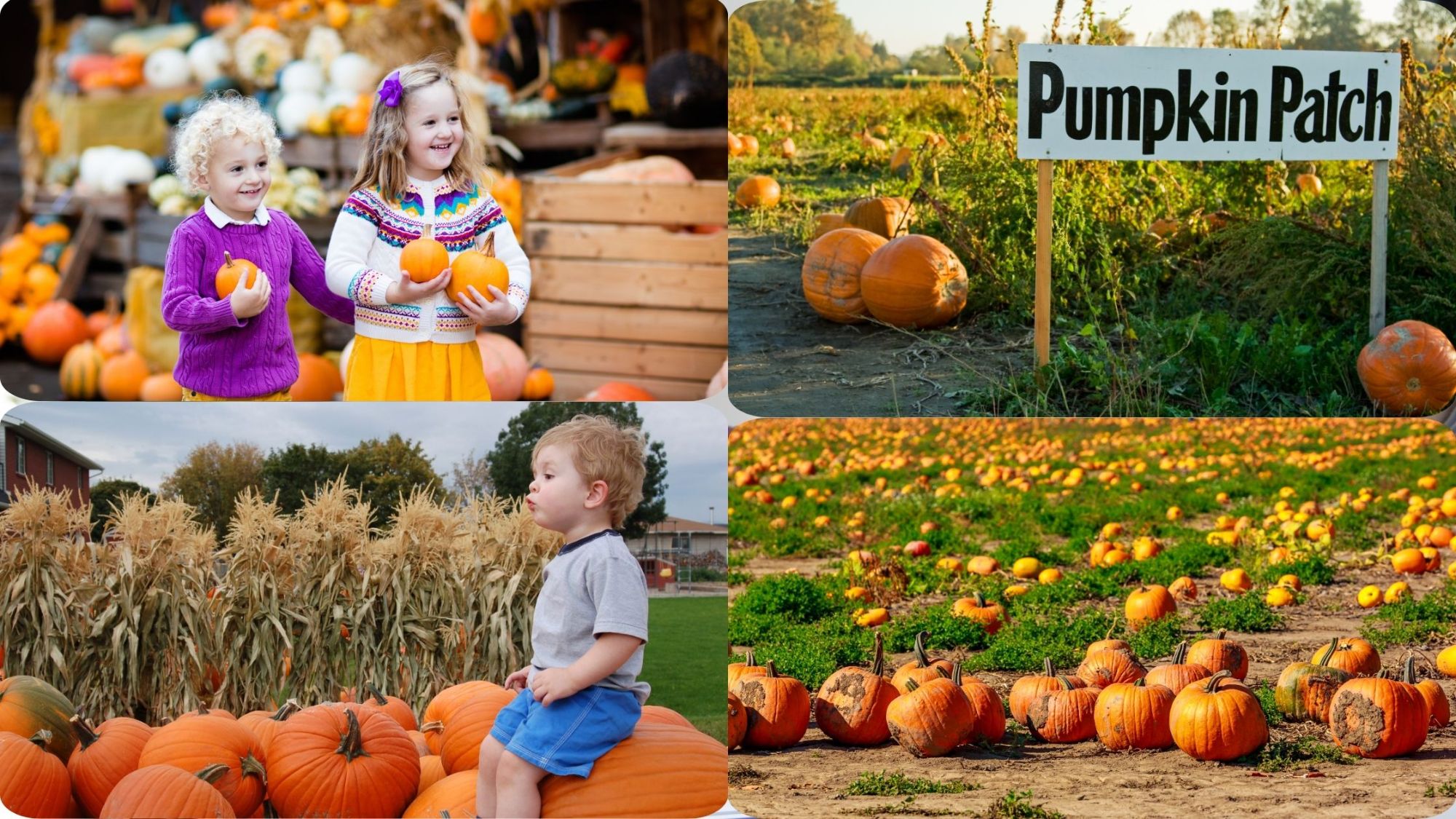 Pumpkin Patches