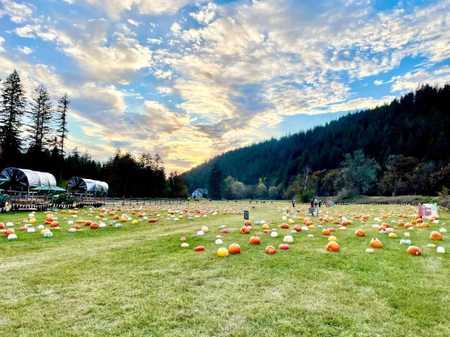 Pumpkin Lane at Pomeroy Farm – Yacolt, WA