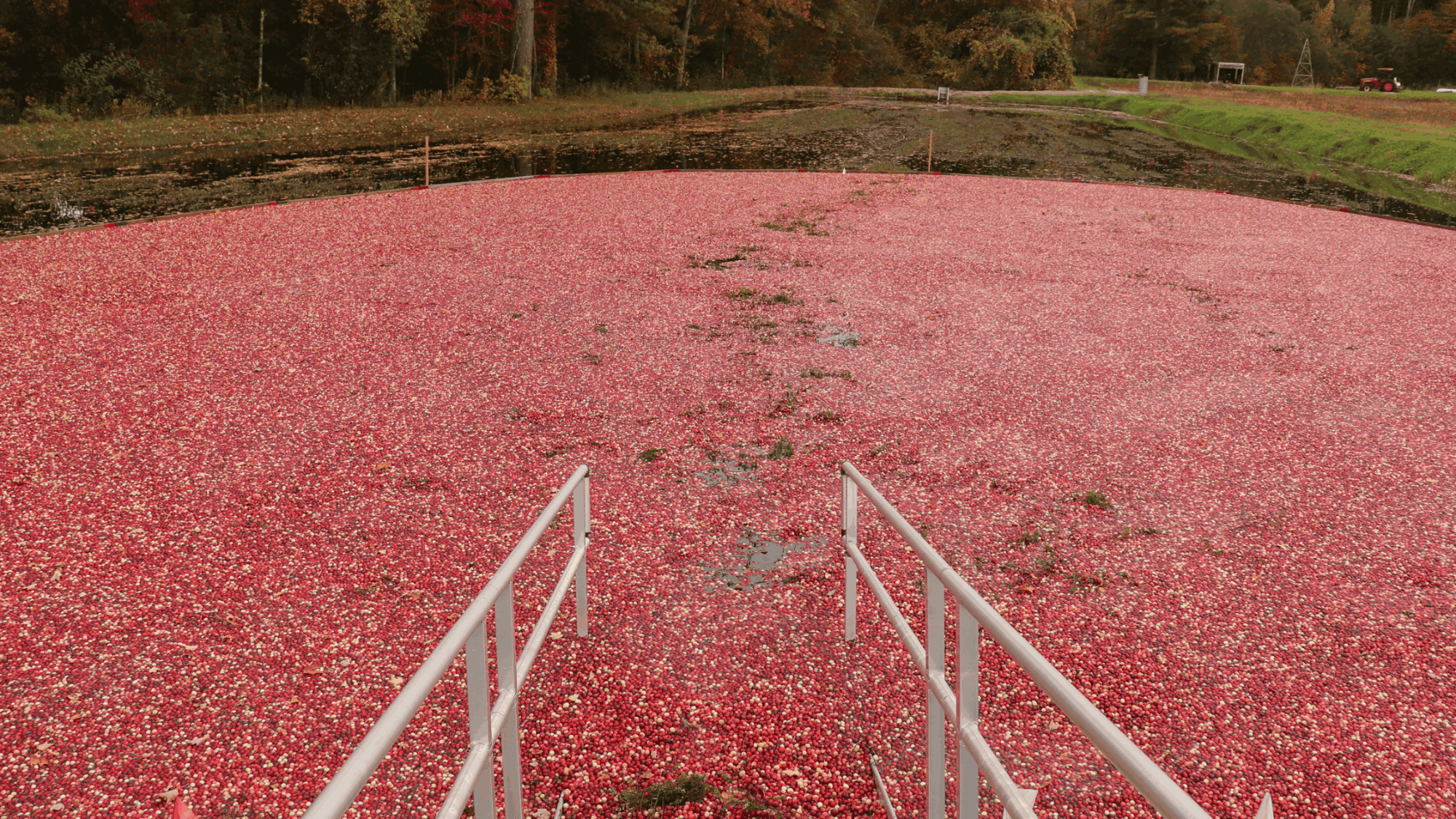 cranberry farm