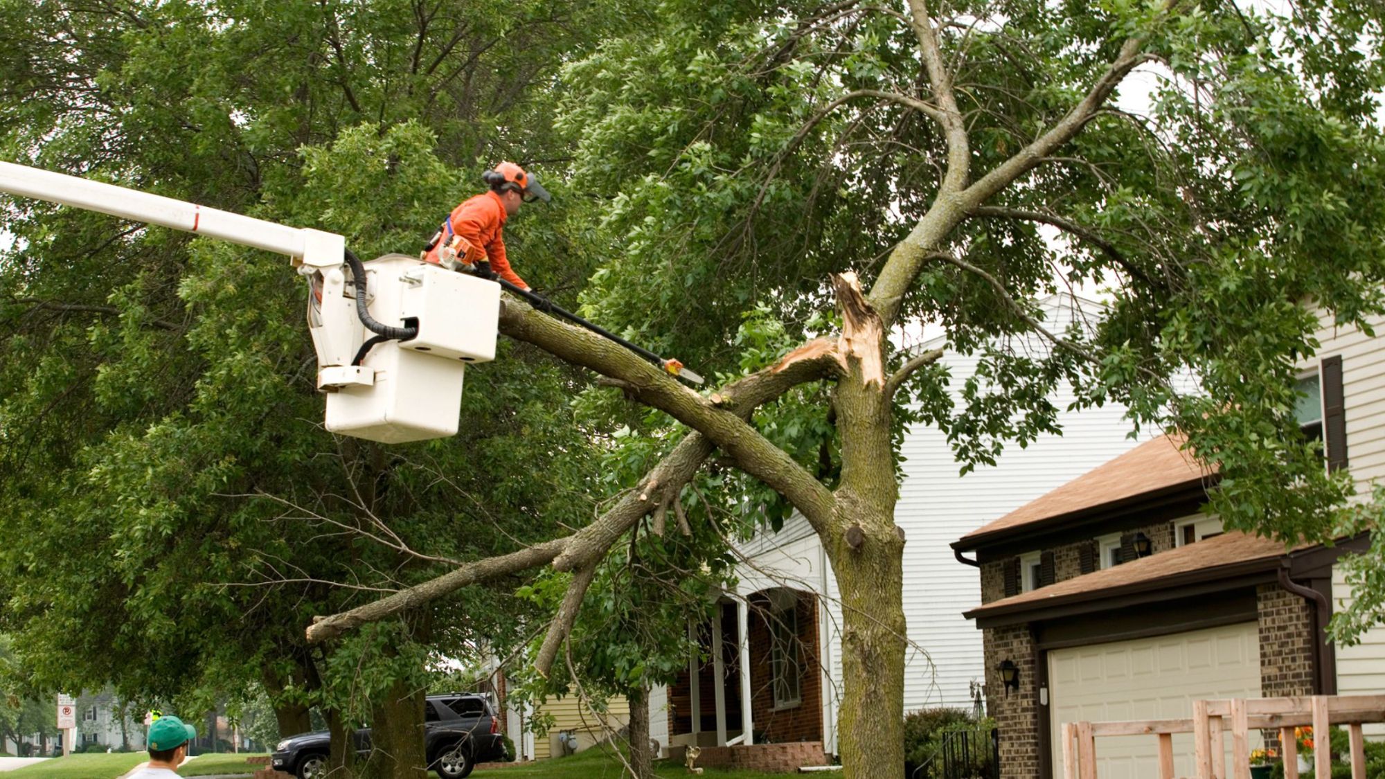 Trim Trees and Remove Hazardous Branches