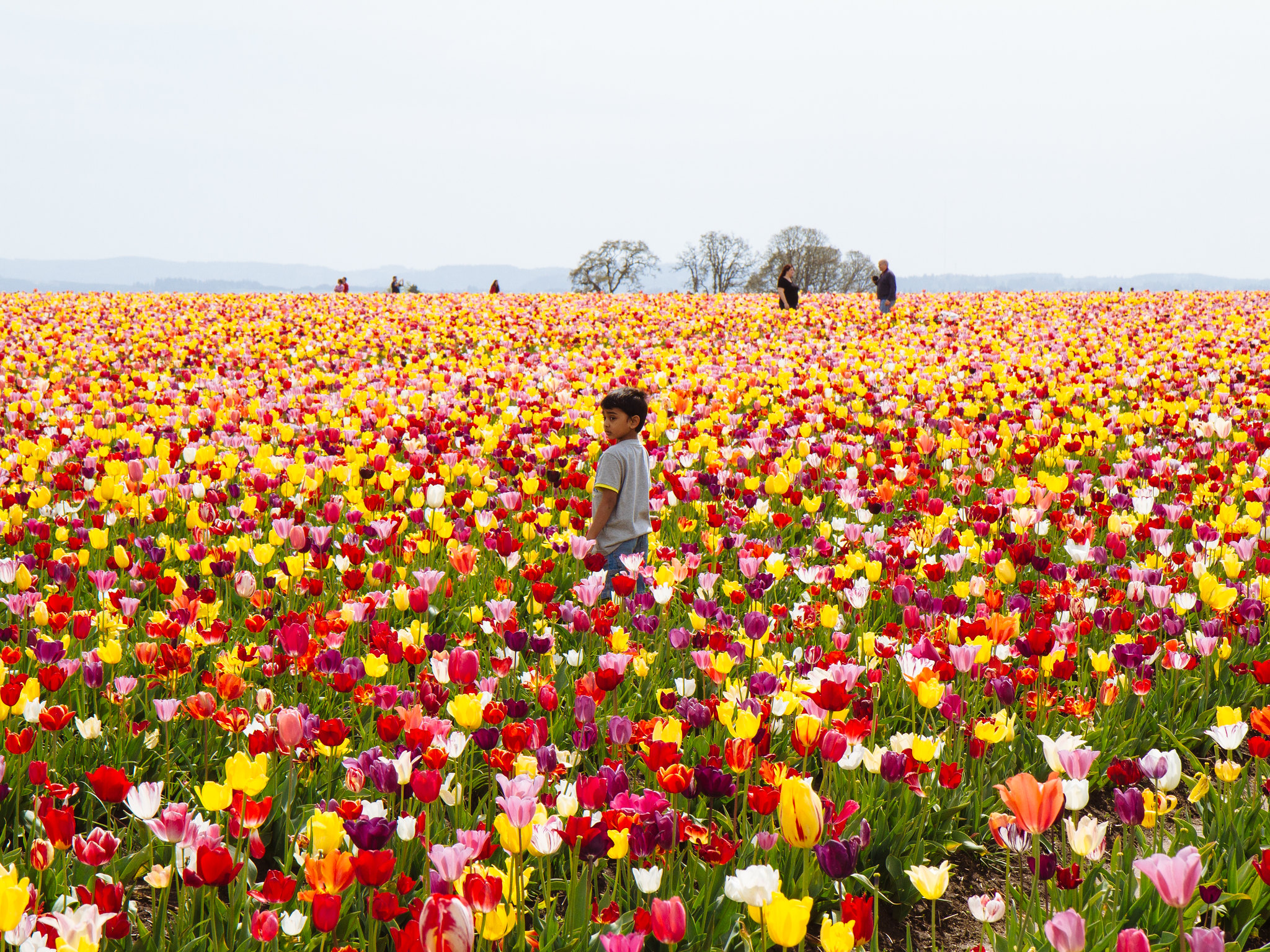 Woodland Tulip Fields