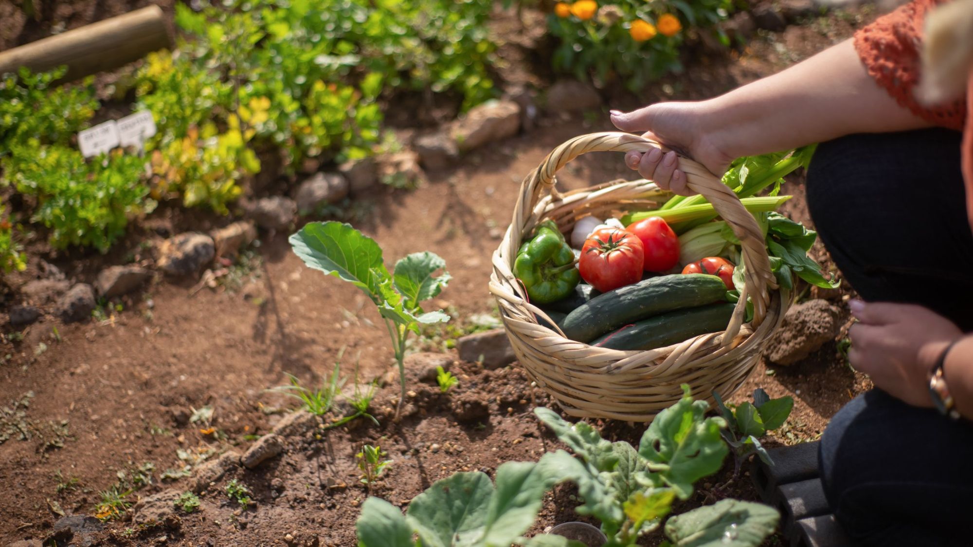 Quick Gardening Wins