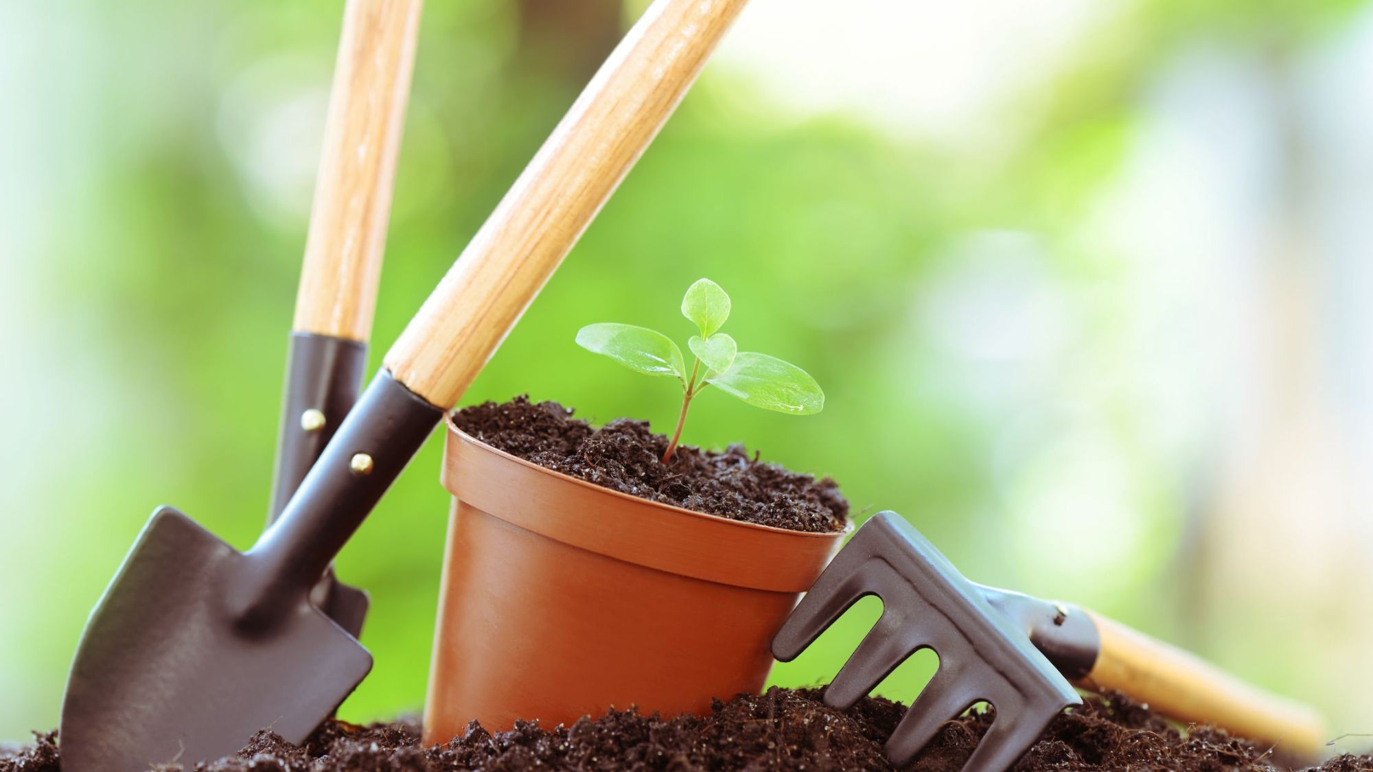 Celebrating National Gardening Day - April 14th