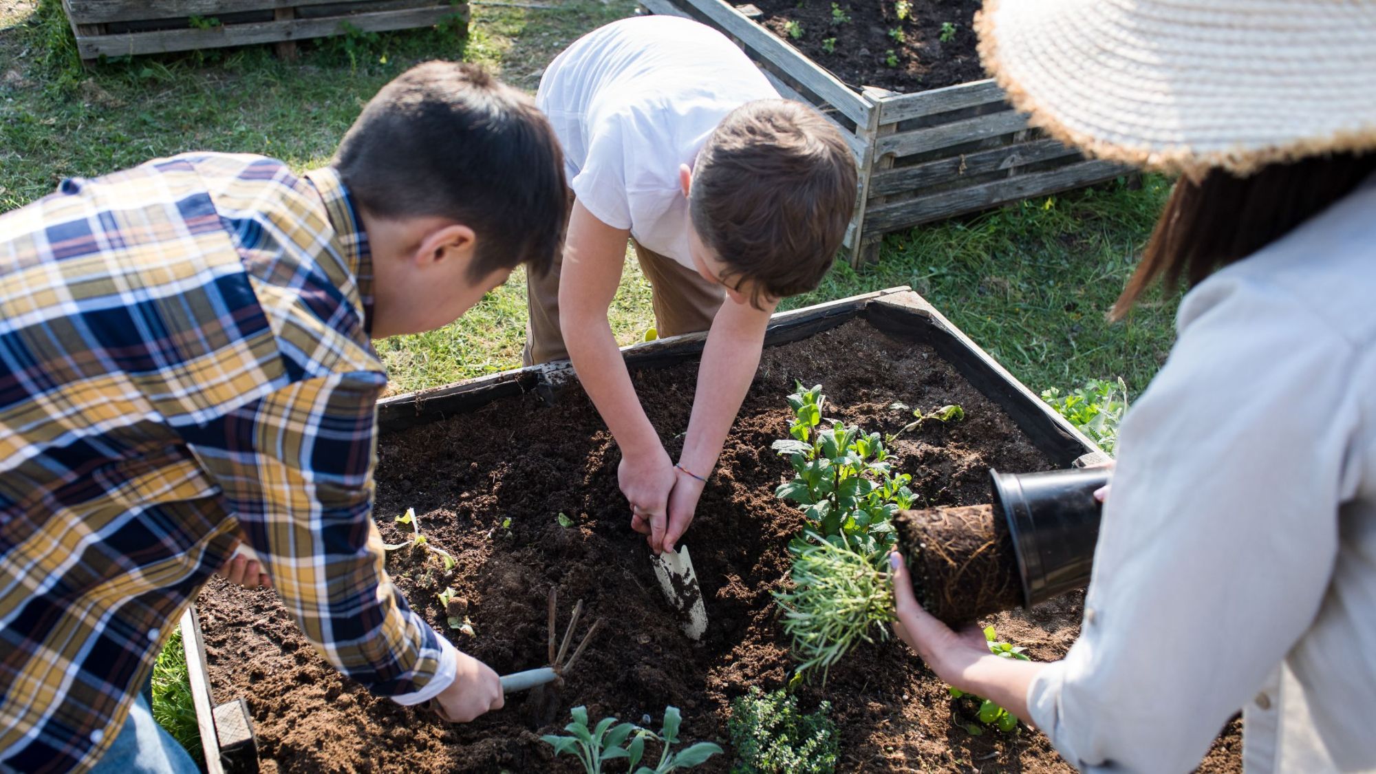 Gardening Projects for Beginners