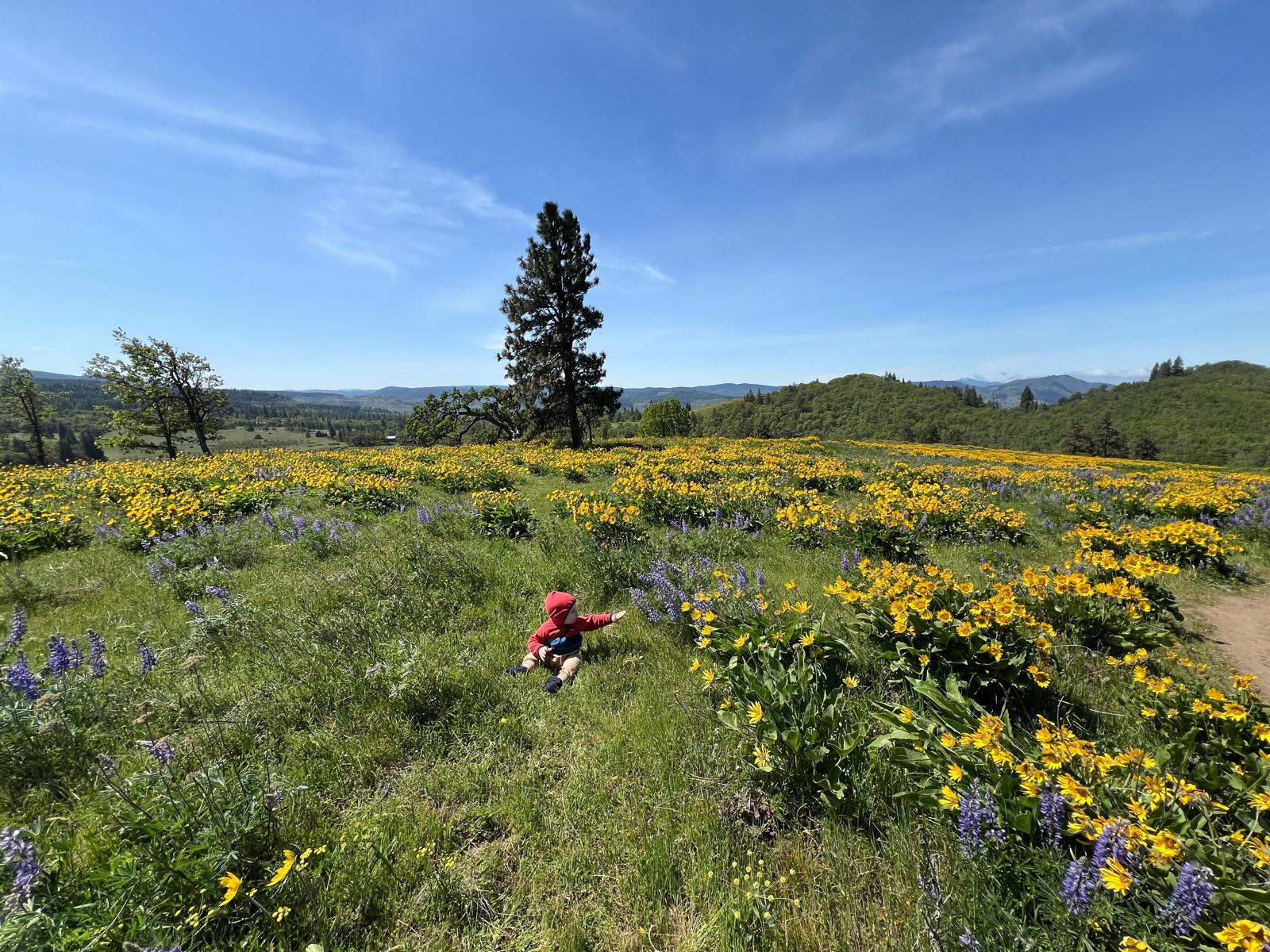 Memaloose Hills 