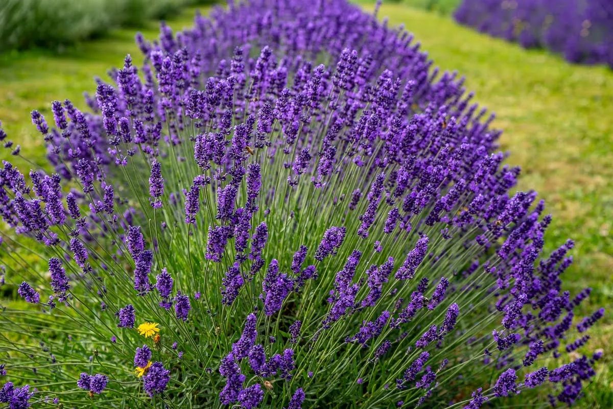 Lavender & Lemonade at the Farm – Ridgefield, WA