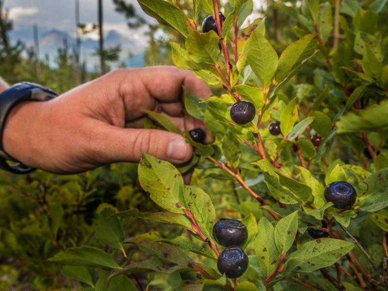 Traditional Management of Huckleberry Fields – Vancouver, WA