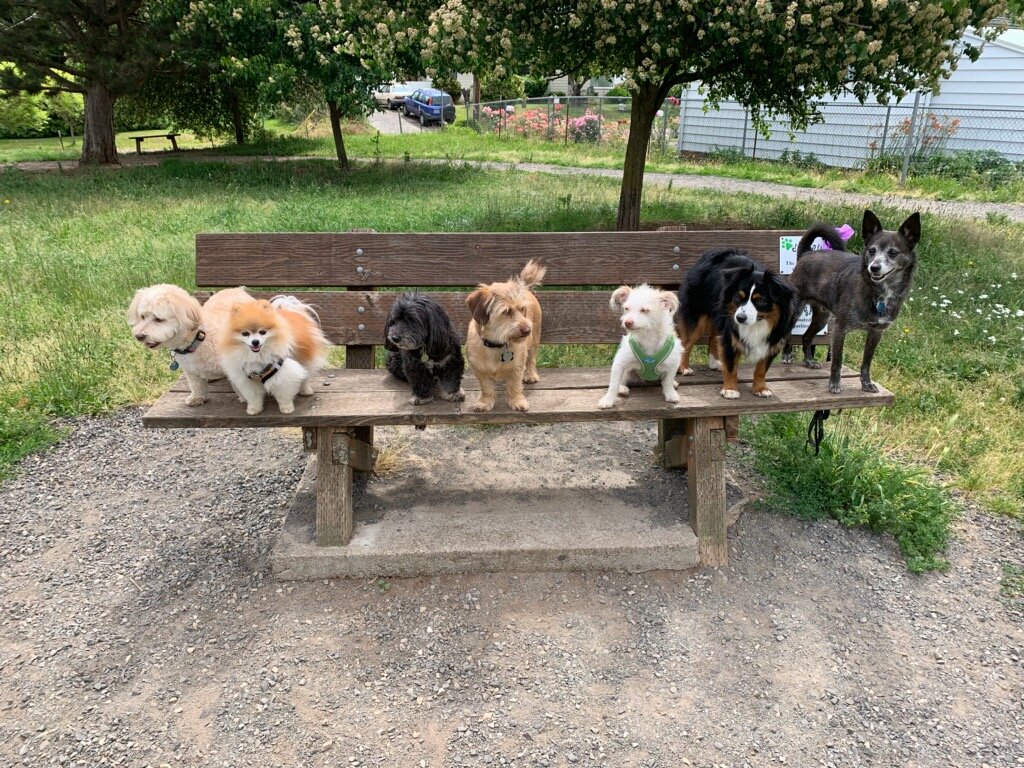 vancouver's dog parks