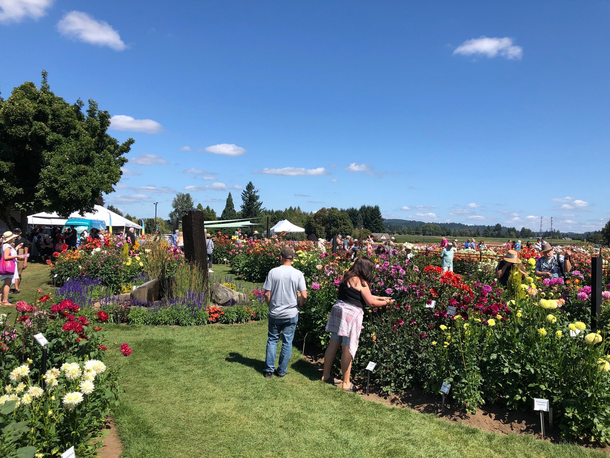 Annual Dahlia Festival in Canby, Oregon