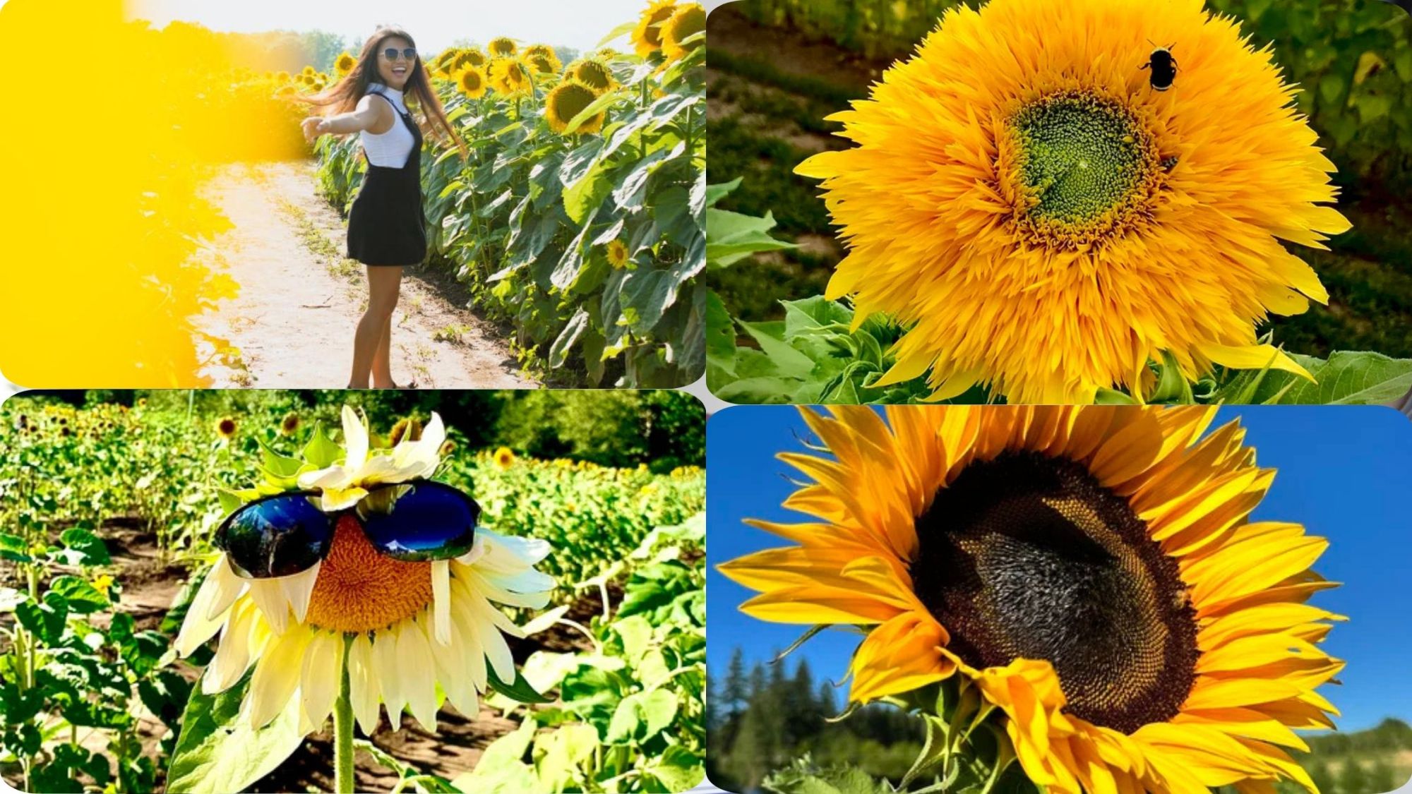 O&rsquo;Keefe Farms Sunflower Festival 2025