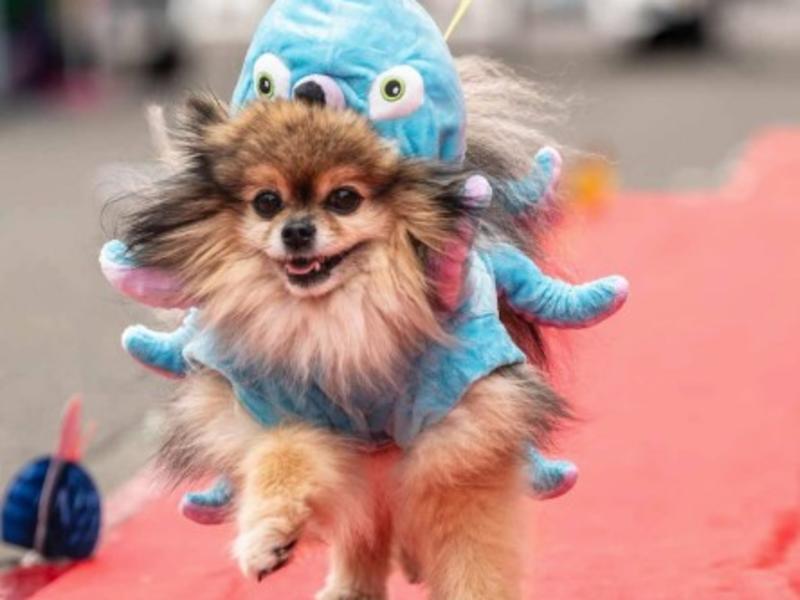 Dog Prom 2025