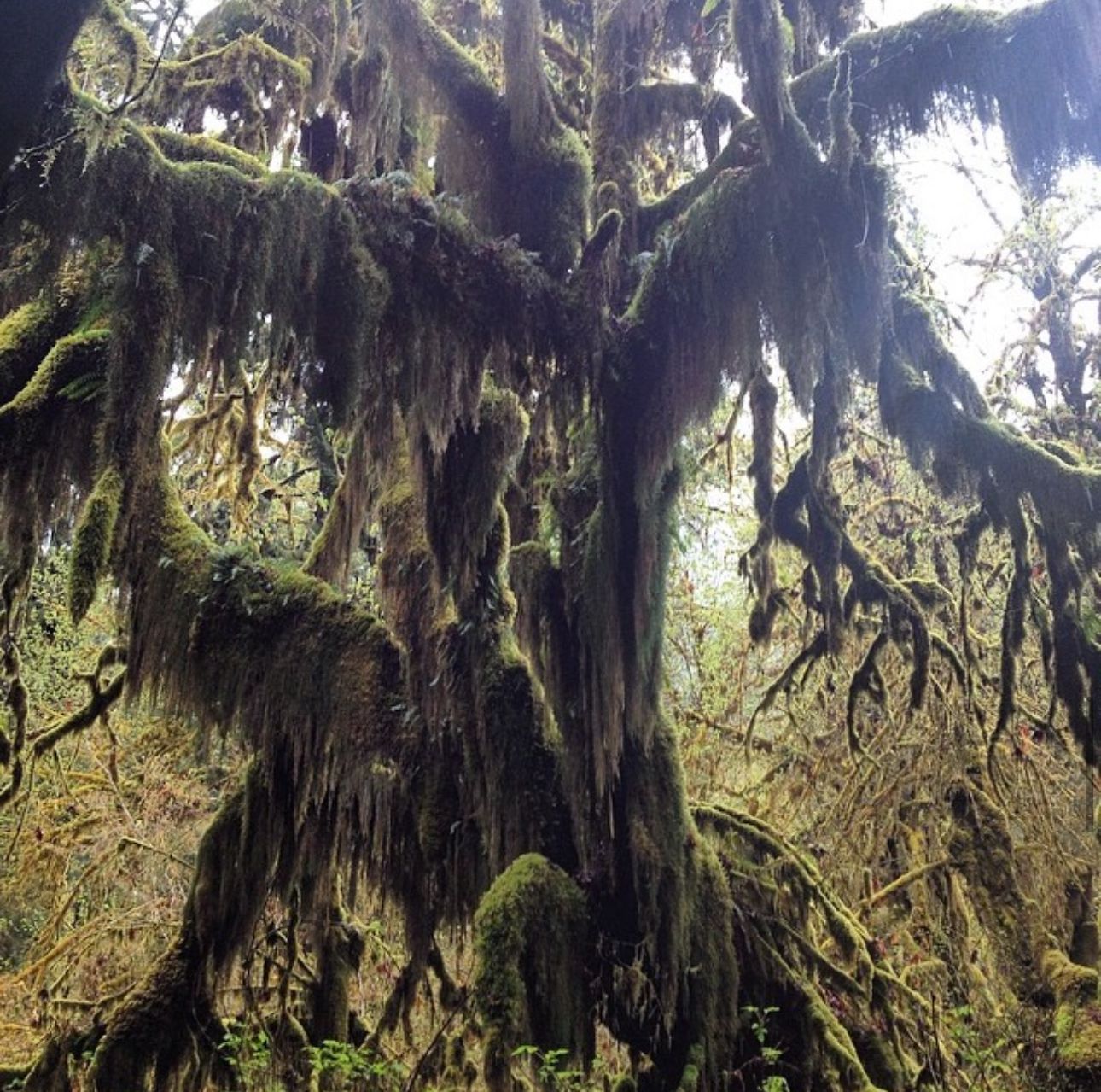 Hoh Rain Forest National Park