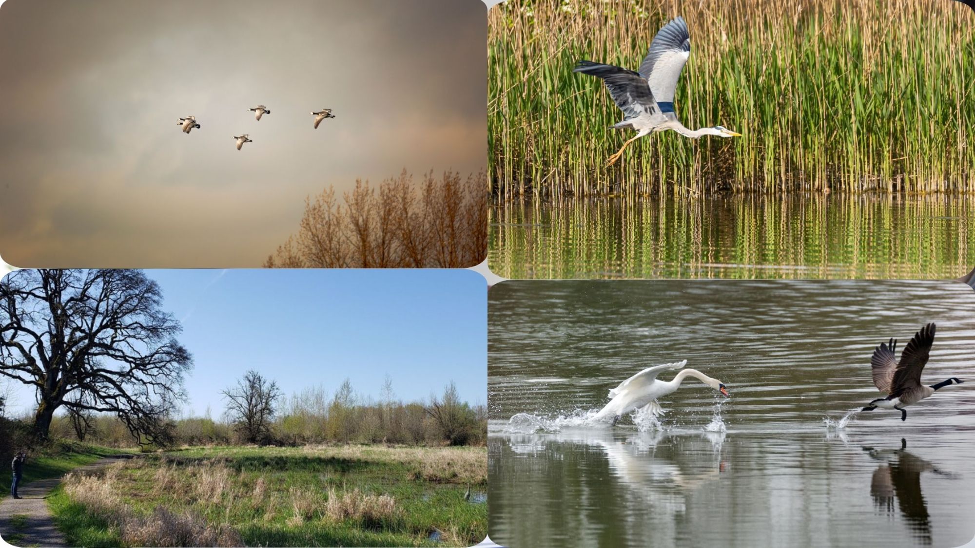 Fall Wildlife and Birdwatching