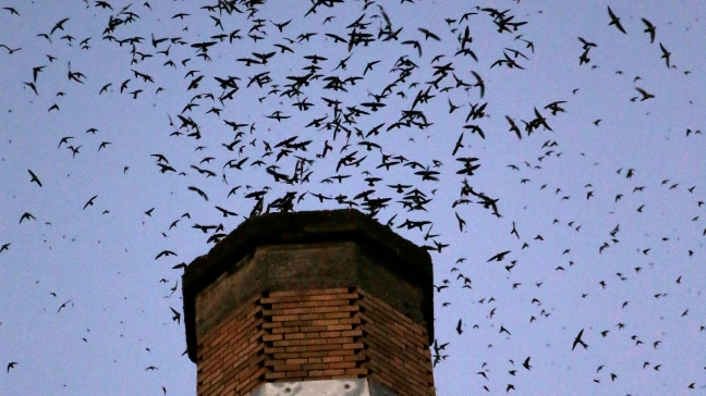 Chapman Swift Watch 2025