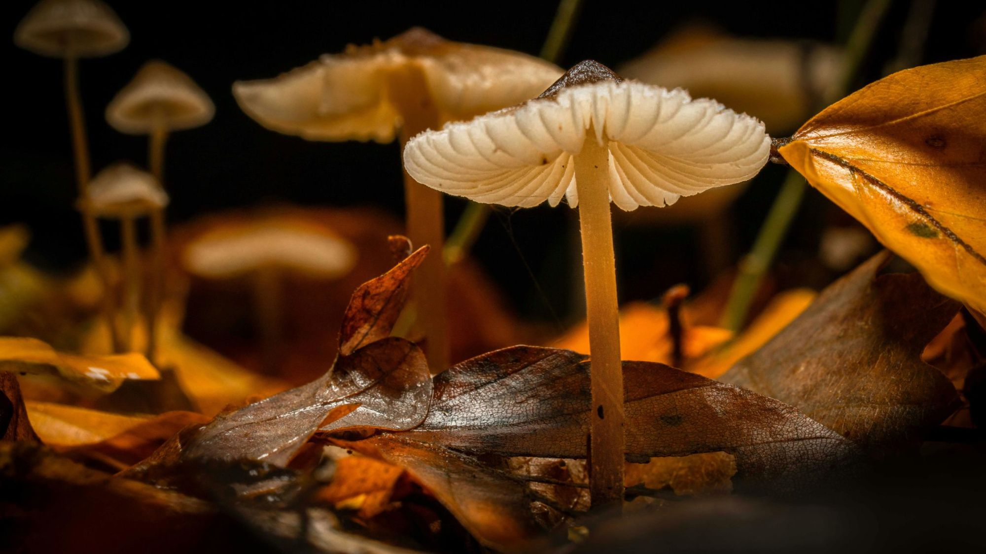 Mushroom Picking Season in Washington: Go After the Rain (2026)