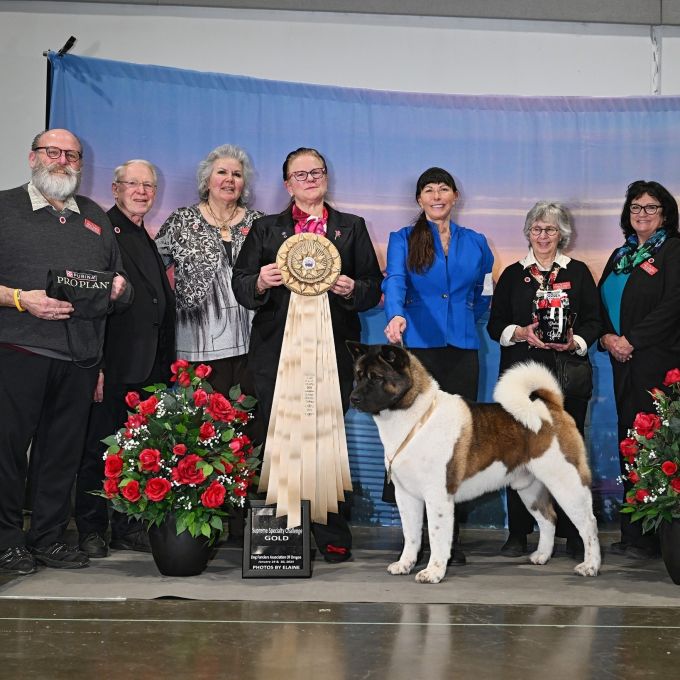 Dog show