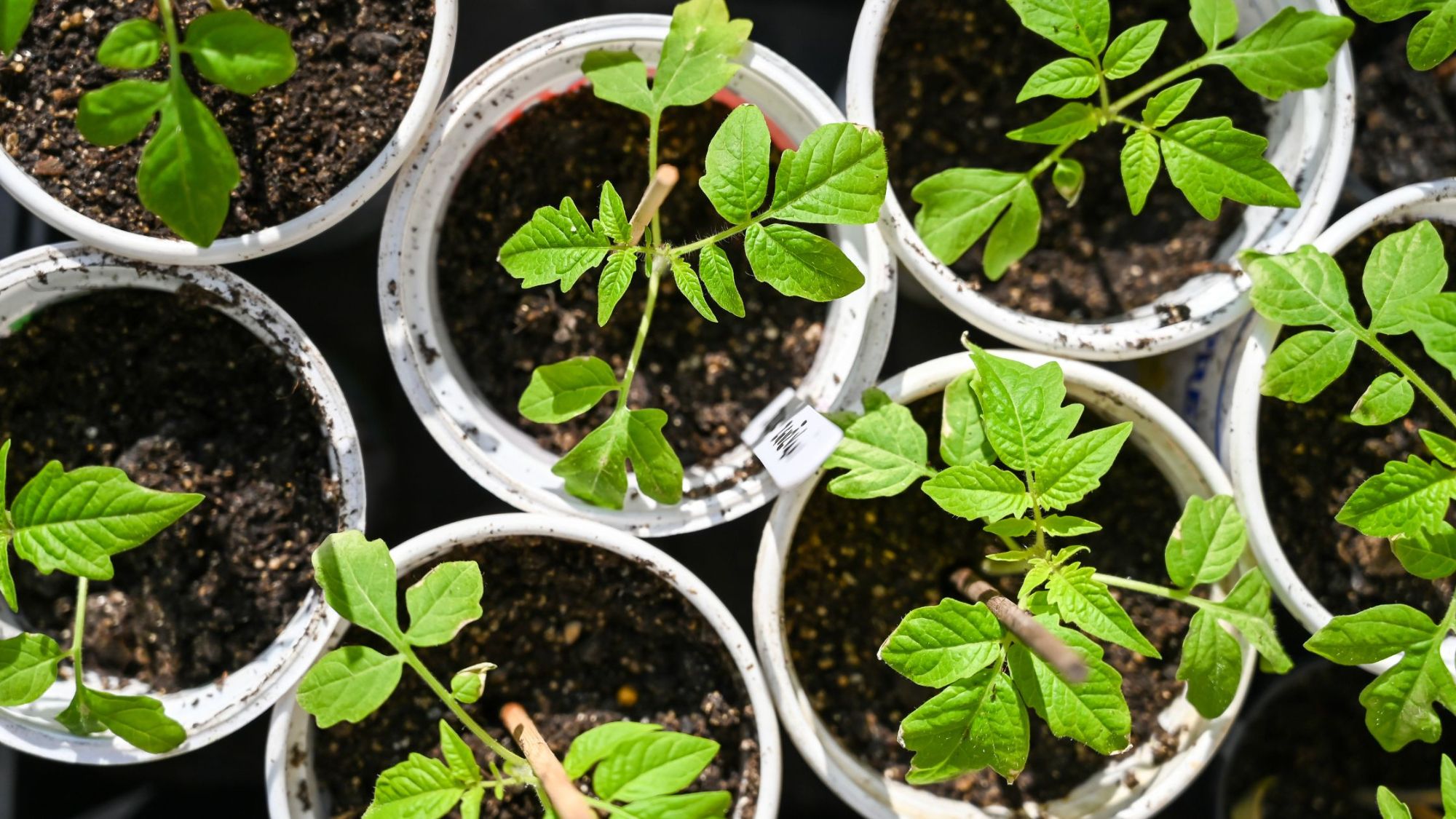 Plant & Seed Swap at Kindred Vancouver