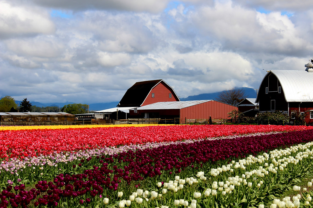 skagit valley tulip festival