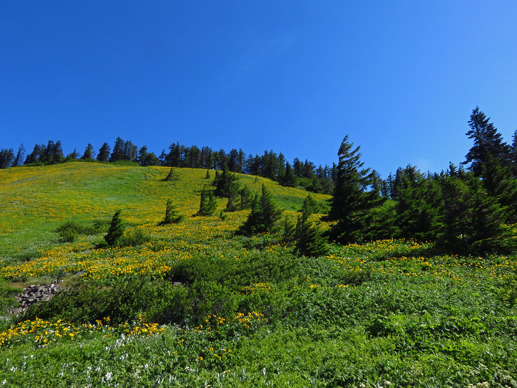 Wildflower Hikes