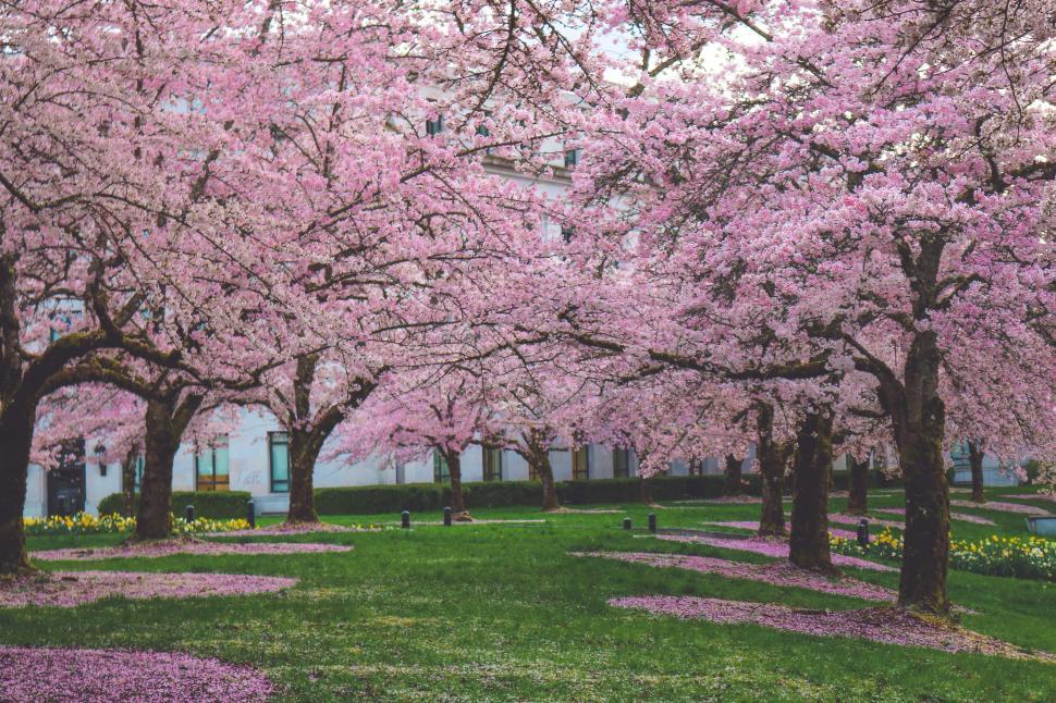 Cherry Blossom Trees