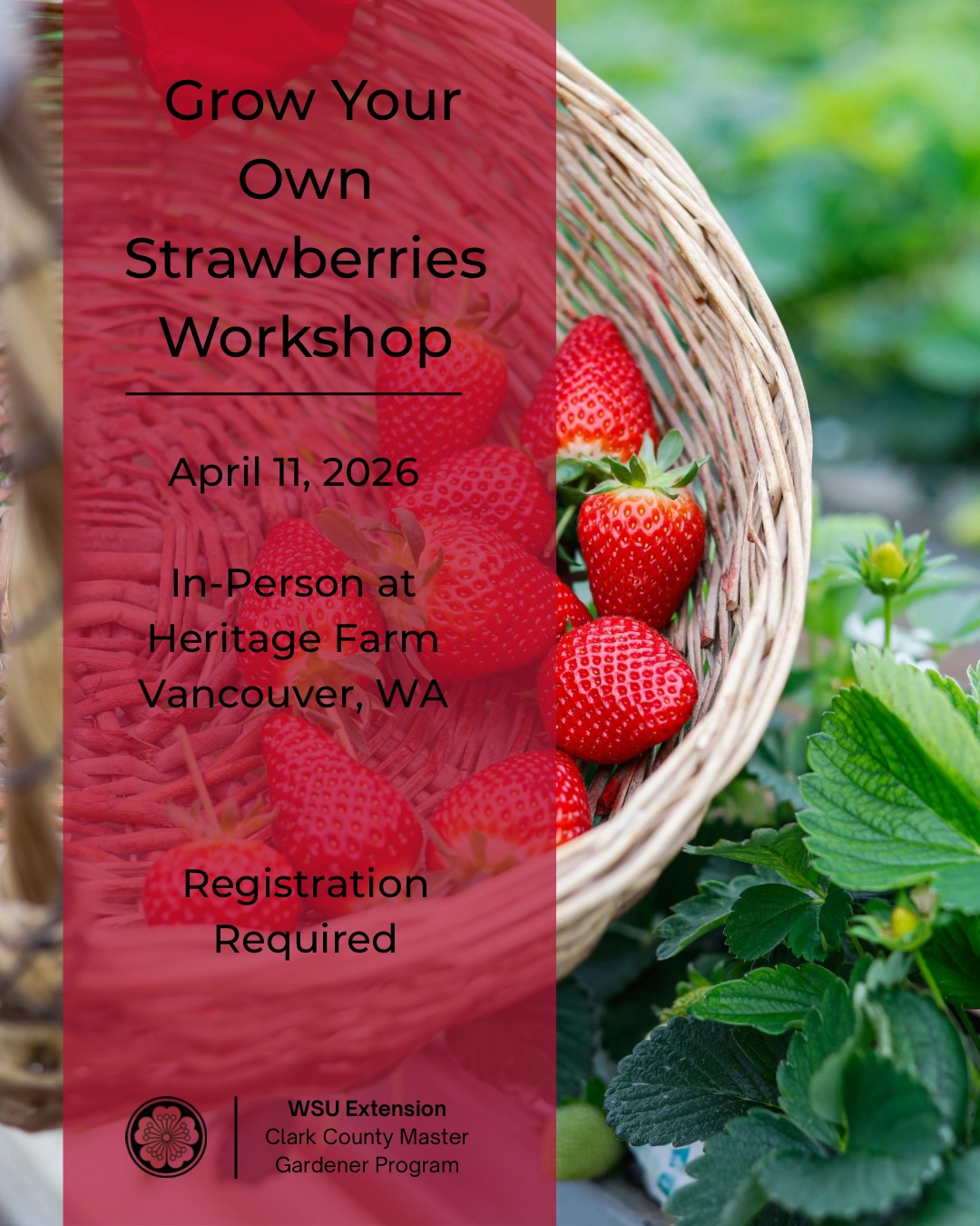 Grow Your Own Strawberries Workshop