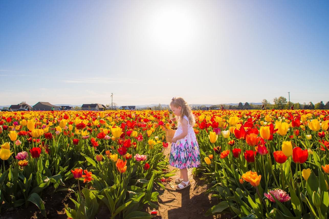 Tulip Field Mini Sessions 