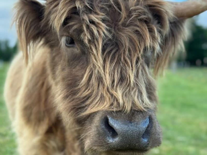 Little Moo & Makers Market