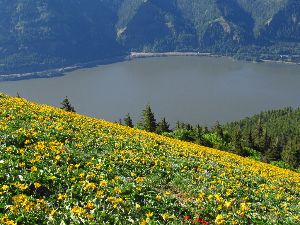 Balsamroot and Lupine wildflowers at Dog Mountain in the Columbia River Gorge