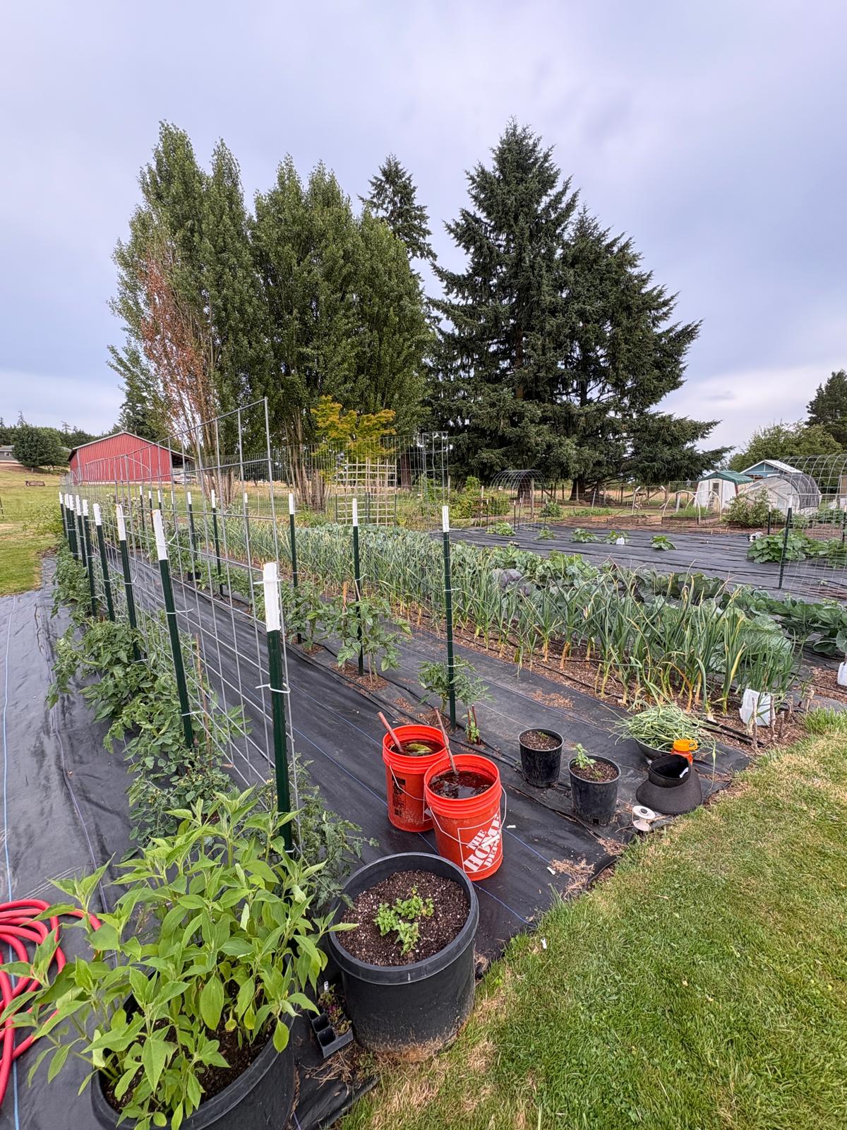 Vegetables growing in garden peas corn tomatoes radishes Vancouver WA