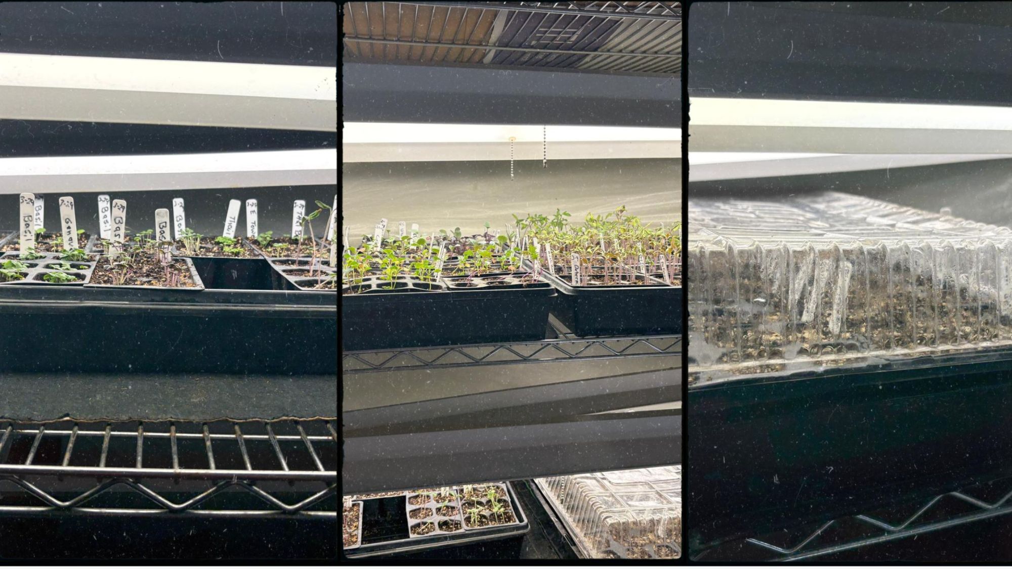 Growing vegetable starts in a greenhouse with grow lights