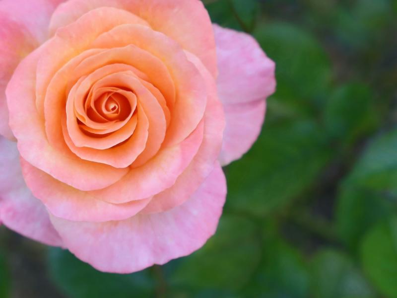 71st Annual Rose Show: A Rosy Affair — Fort Vancouver Rose Society