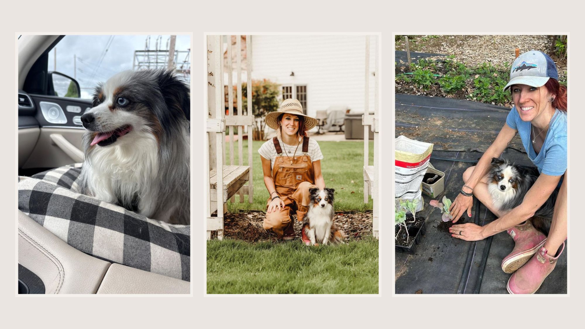 Faedra the Australian Shepherd riding along to showings, at the farm with Cassandra Marks, and helping in the garden