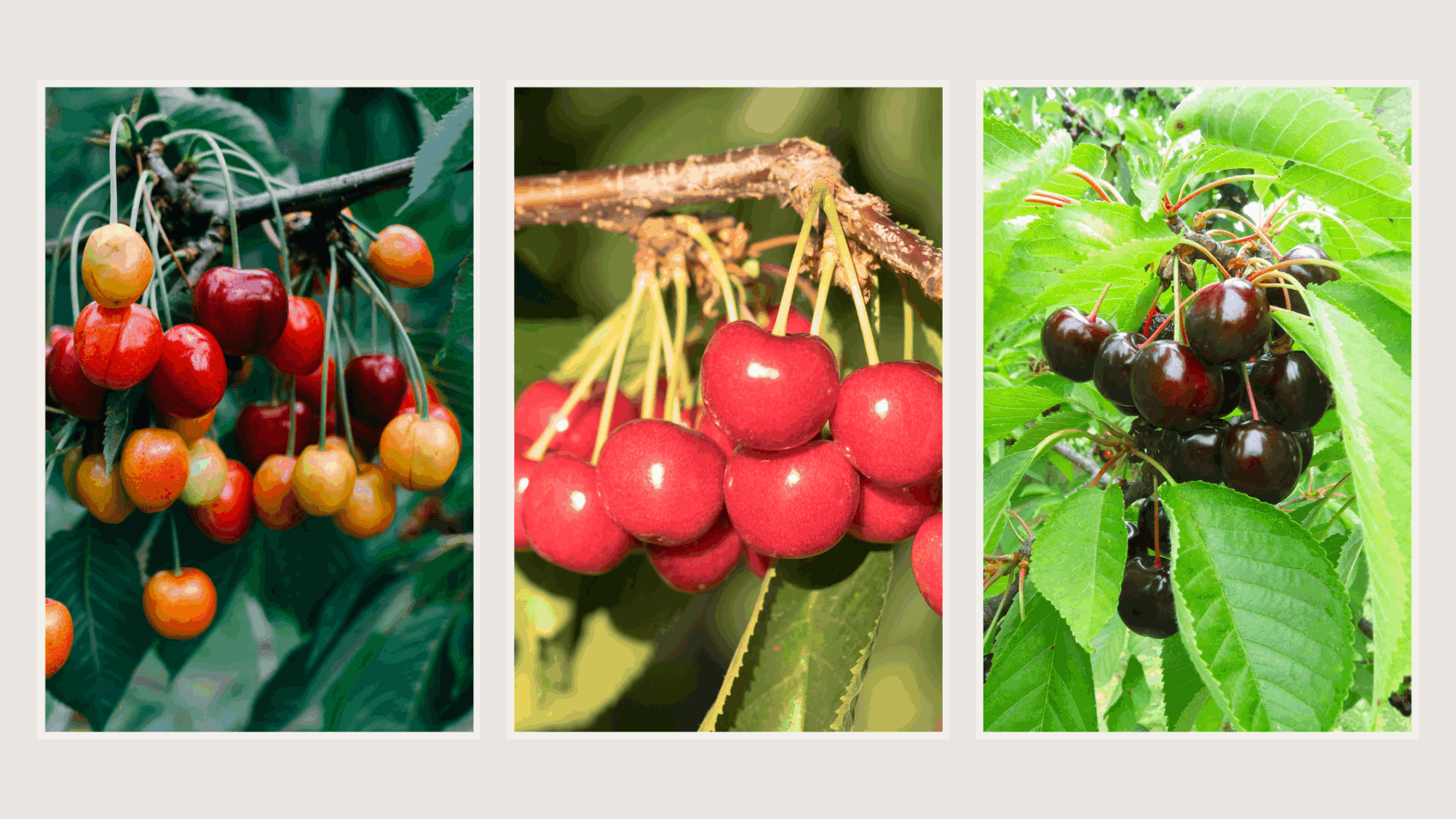 national cherry day july 16