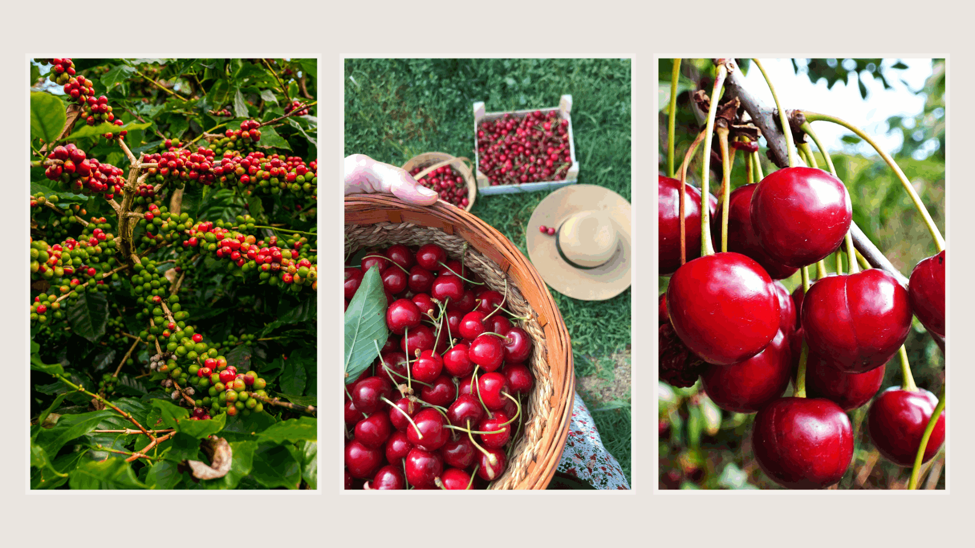 National Cherry Day 2026