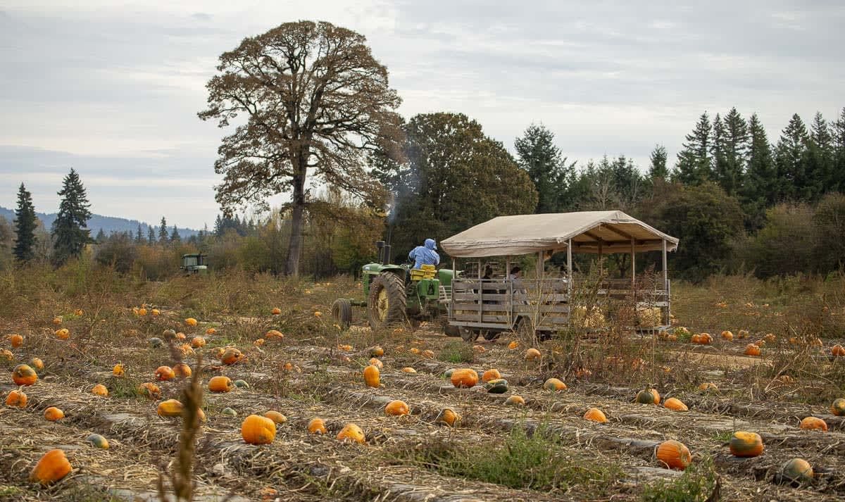 Velvet Acres Gardens (Vancouver Pumpkin Patch) - Vancouver, WA