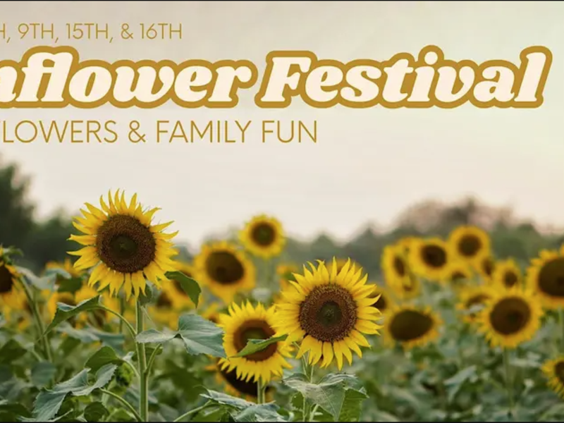 O'Keefe Farms Sunflower Festival - Brush Prairie, WA