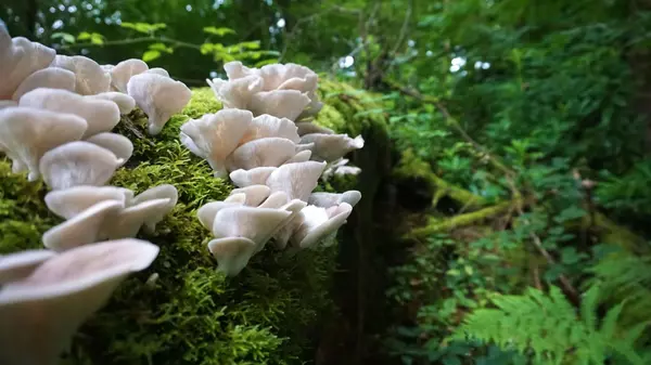 Washington Mushroom Foraging Guide Part 2 | Fall 2025 Tips & Locations,Cassandra Marks