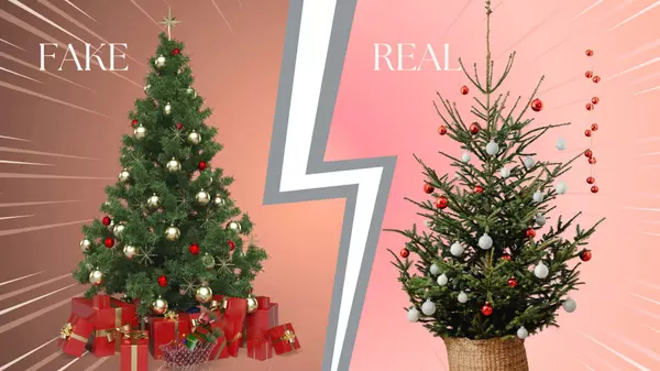 Fake vs. Real Christmas Trees: The Great Pacific Northwest Debate