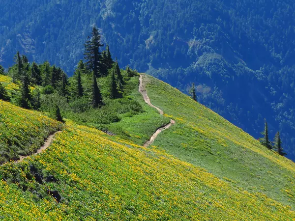 Spring Wildflower Hikes in Southwest Washington