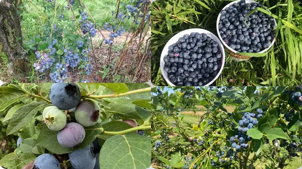 Berry Picking Adventures Around Vancouver, WA in July