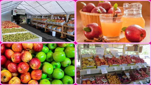 Best Places for Apple Picking and Apple Cider Making