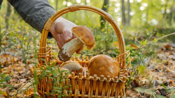 Mushroom Picking Season in Washington: Go After the Rain (2026)
