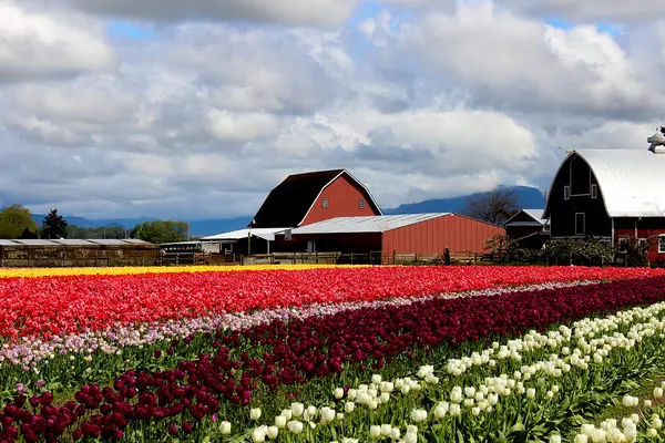 Why I Love Spring in the Pacific Northwest (2026 Guide to Cherry Blossoms, Tulips, Lilacs & Wildflowers),Cassandra Marks