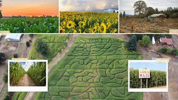 Corn Mazes & Pumpkin Patches Near Vancouver, WA (2026),Cassandra Marks