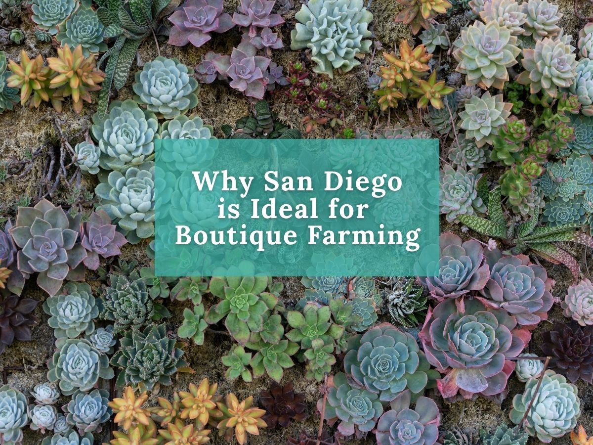 The Words: San Diego Agriculture Series and Why San Diego Is Ideal for Boutique Farming over the image of Southern Californa Vineyard
